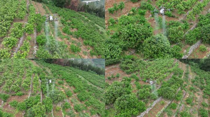 农业植保无人机洒农药柑橘果树