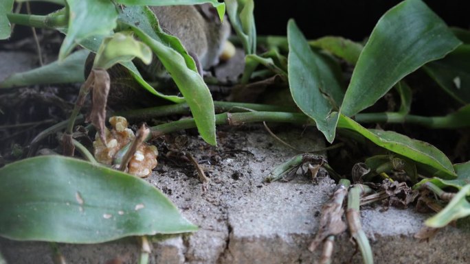 林鼠（Apodemus sylvaticus）寻找一些坚果，并跑去把它们藏在花园里。
