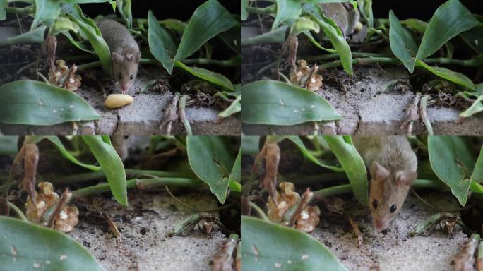 林鼠（Apodemus sylvaticus）寻找一些坚果，并跑去把它们藏在花园里。