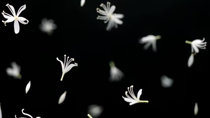 流苏花瓣飘落4K带透明通道