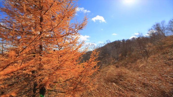 秋日山林金色落叶