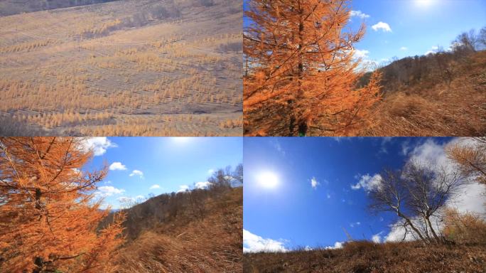 秋日山林金色落叶