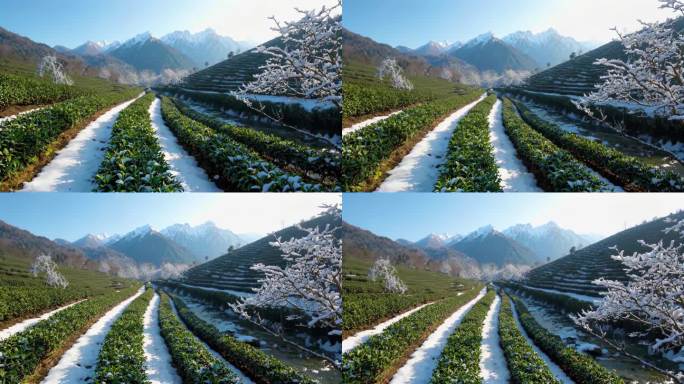 雪后茶园与远山风景 雪后茶园风光