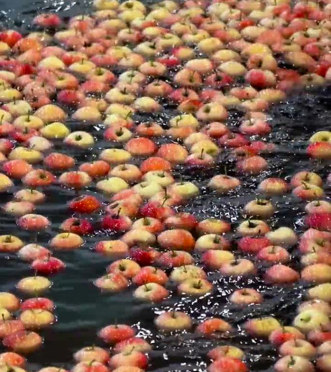 水槽中的水让苹果漂浮并被运输到下一个加工阶段。