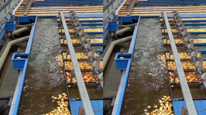 现代苹果加工厂，苹果通过水流在分拣槽中运输。