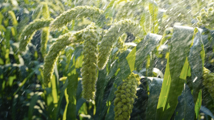谷子 小米 特写 实拍+航拍2025
