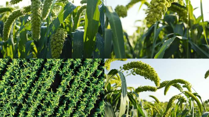 谷子 小米 特写 实拍+航拍2025