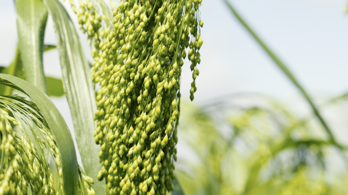 糜子地 软黄米 +航拍