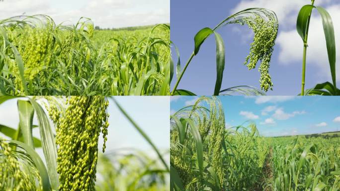 糜子地 软黄米 +航拍