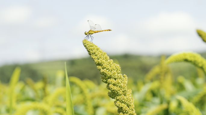 谷子地 赤峰小米