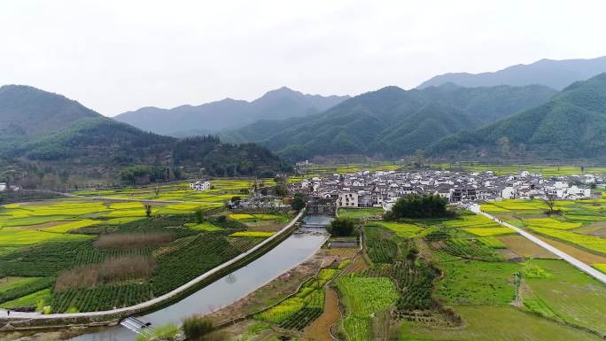 航拍安徽春日皖南黄山黟县油菜花美丽山村