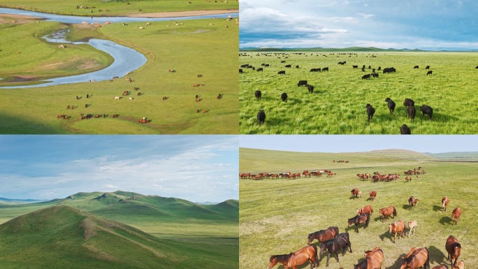 4K航拍内蒙古大草原 呼伦贝尔大草原