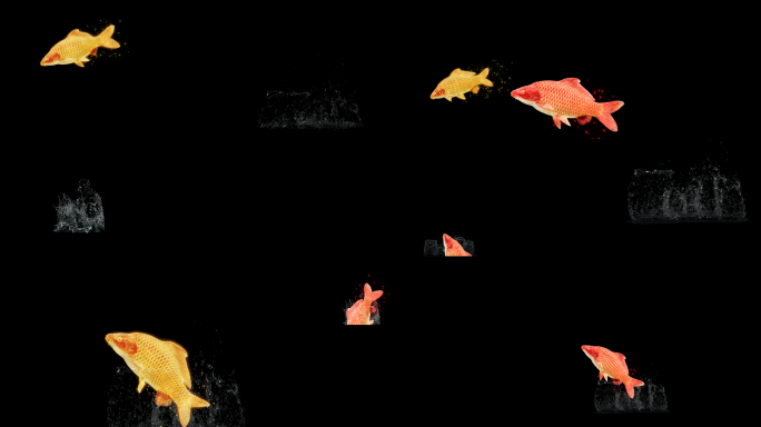 【AE】透明通道可编辑鲤鱼跳跃动画