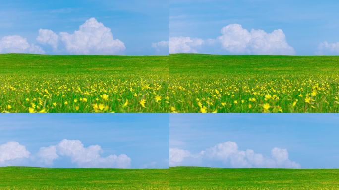 草原野生黄花菜  鲜花盛开的自然风光