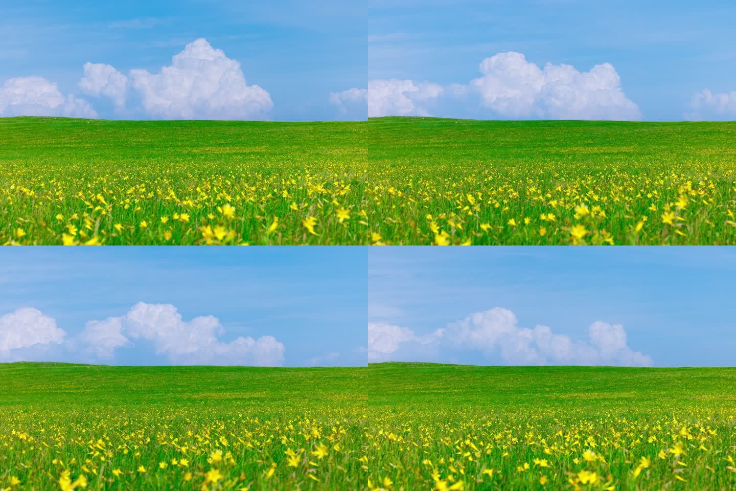 草原野生黄花菜  鲜花盛开的自然风光