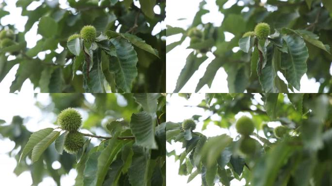 绿意盎然的栗子树枝