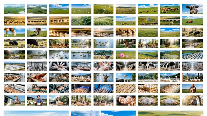 畜牧业宣传片大合集-4k. 61