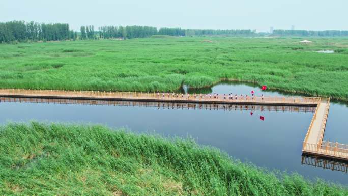 青少年集体活动游览白洋淀湿地公园栈道风光