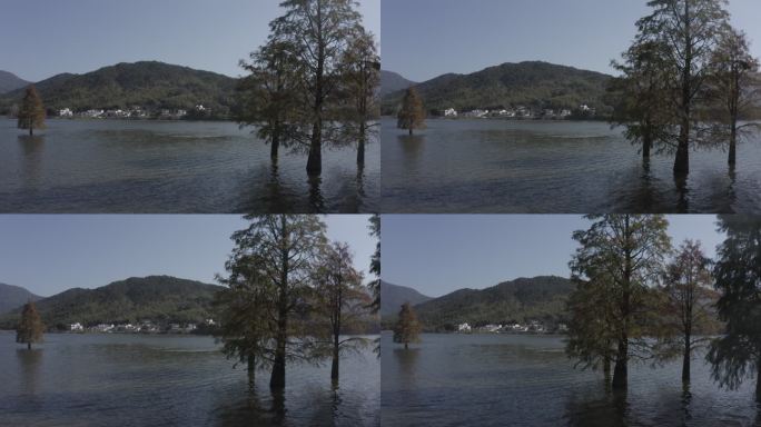 湖中杉树静谧风光