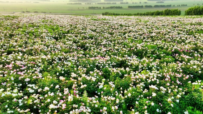 航拍中草药种植基地芍药花海