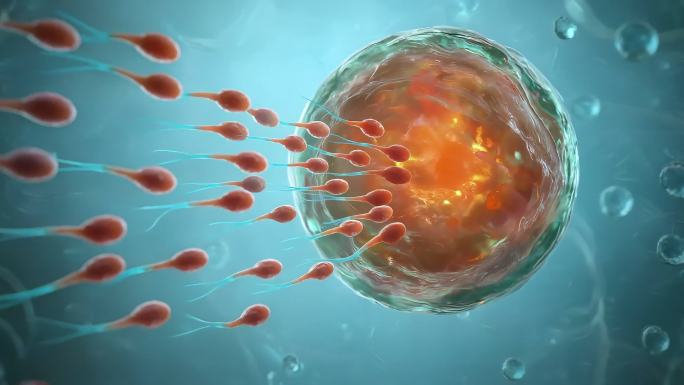 受孕精子细胞卵细胞受精卵人类胚胎发育胎儿