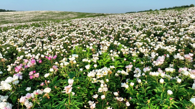 航拍中草药种植基地芍药花海