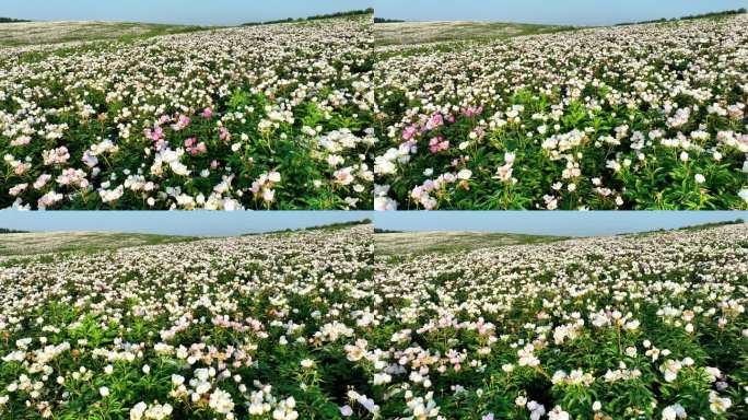 航拍中草药种植基地芍药花海