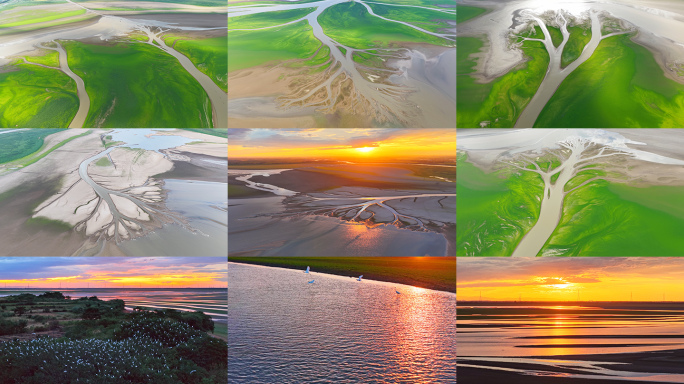 鄱阳湖生命之树 湿地生态 白鹭群飞