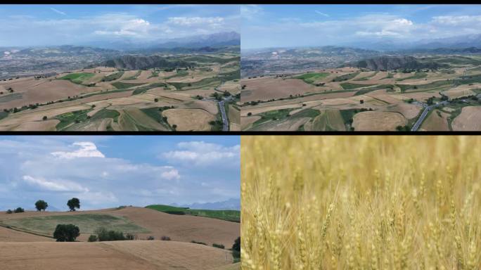 金色麦田的丰收景象航怕和麦子的特写