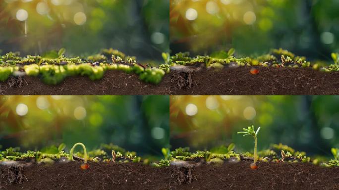 红豆杉发芽过程