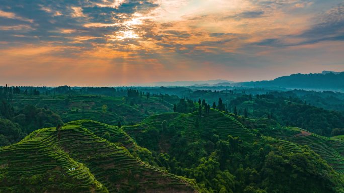 雅安大地指纹茶园延时