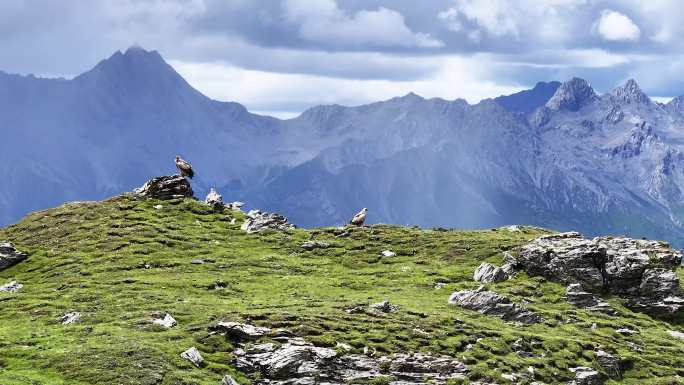 4K 青藏高原秃鹫 老鹰