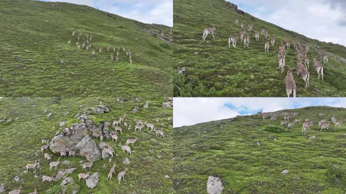 岩羊  野生动物 国家保护 西藏