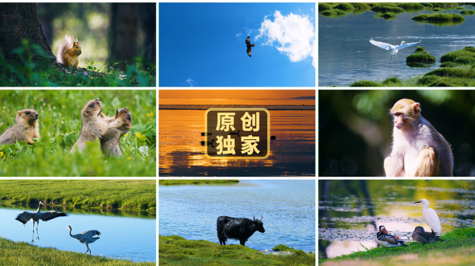 动物世界动物大合集生物多样性自然生态地球