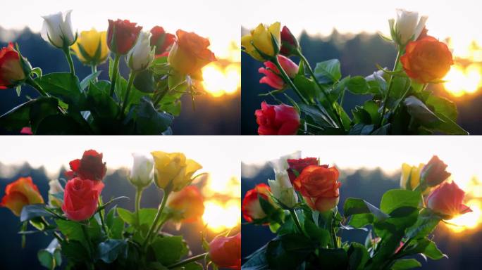 爱情多彩玫瑰的绽放夕阳下的绝美