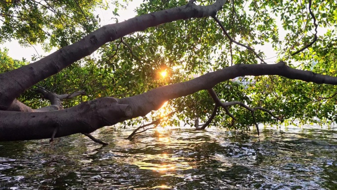 夕阳西下树木倒影与波光粼粼