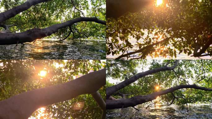 夕阳西下树木倒影与波光粼粼