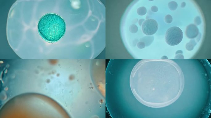 细胞生长与分裂 显微镜下的人体受精卵