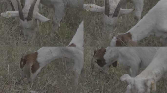 山羊草地觅食