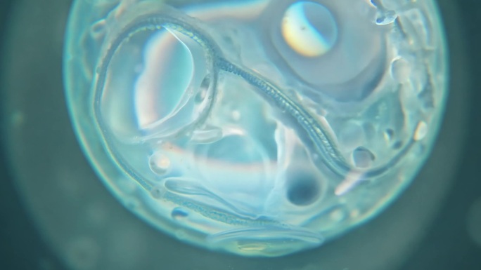 微观世界细胞生长 显微镜下的人体受精卵