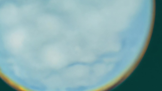 微观世界细胞生长 显微镜下的人体受精卵