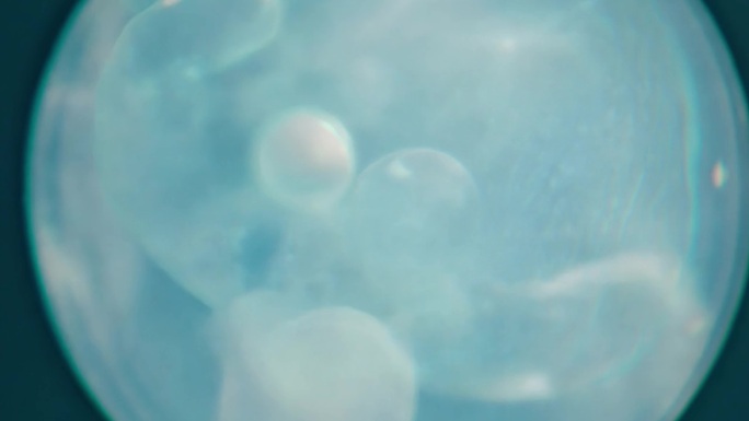 微观世界液滴融合 显微镜下的人体受精卵