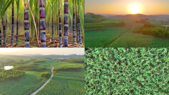 夕阳下甘蔗甘蔗地甘蔗航拍