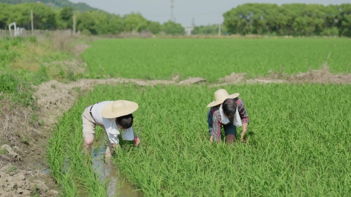 水稻田农民在烈日下插秧特写镜头