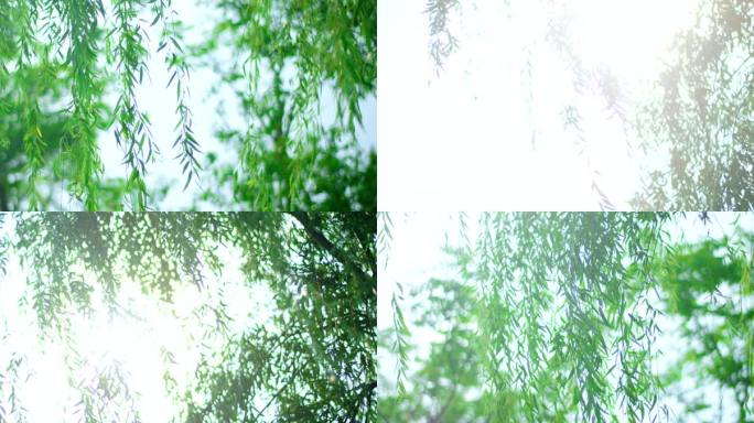 夏日 阳光 树影