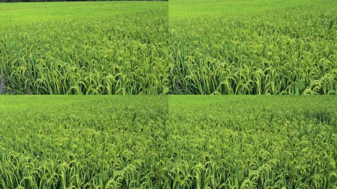 绿油油的稻田 1813