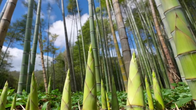 竹笋破土而出生长延时