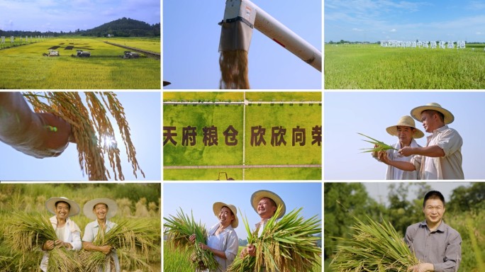 水稻丰收 天府粮仓农民丰收的喜悦