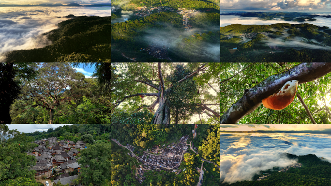 4k云南普洱景迈山合集