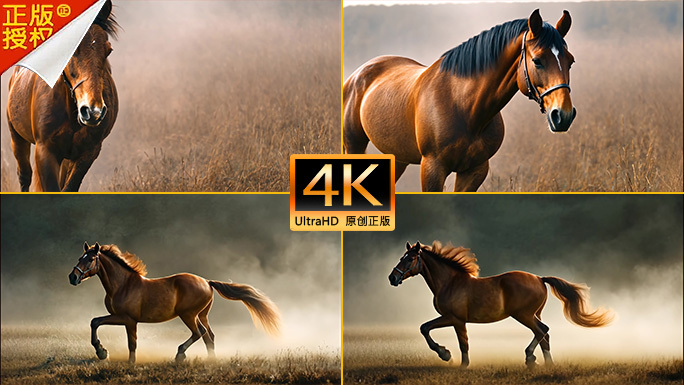 奔跑的骏马片头 棕色马匹的自然奔腾片头